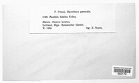 Puccinia holcina image